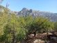Soleado olivar cerca del pueblo de Fornalutx