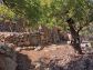 Soleado olivar cerca del pueblo de Fornalutx