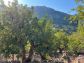 Soleado olivar cerca del pueblo de Fornalutx
