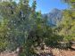 Soleado olivar cerca del pueblo de Fornalutx